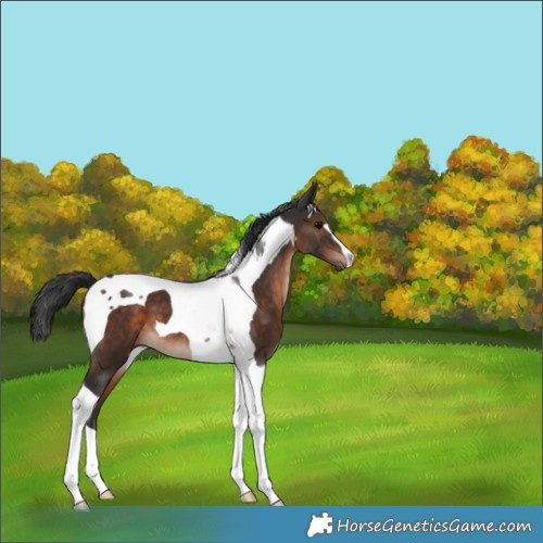 Horse Color:Brown Tobiano 