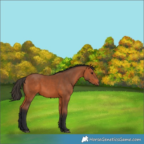Horse Color:Bay 