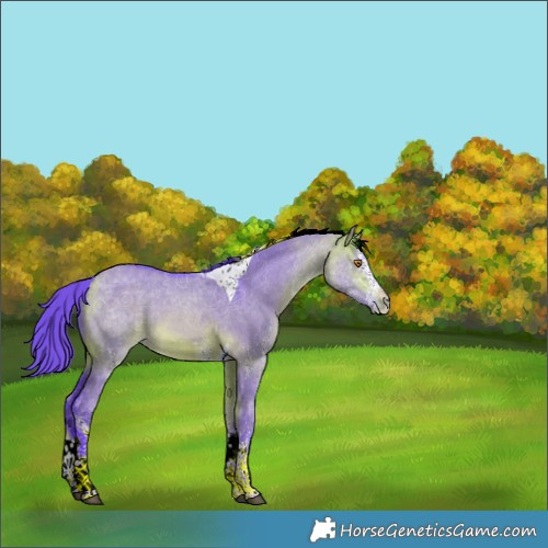 Horse Color:Watercolor White Spotted Buckskin Dun Tobiano Rabicano 