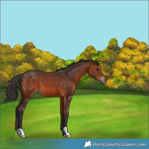 Horse Color:Brown 