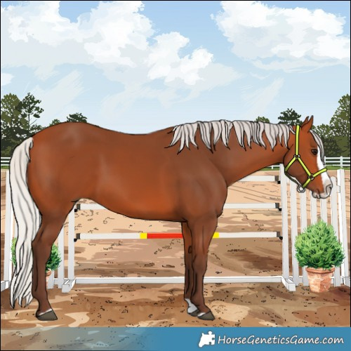 Horse Color:Silver Bay Splash 