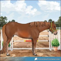 Horse Color:Chestnut 