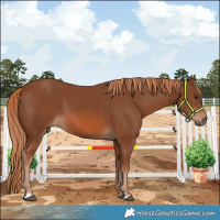 Horse Color:Chestnut 