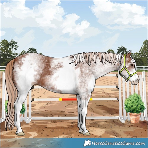 Horse Color:White Spotted Chestnut 