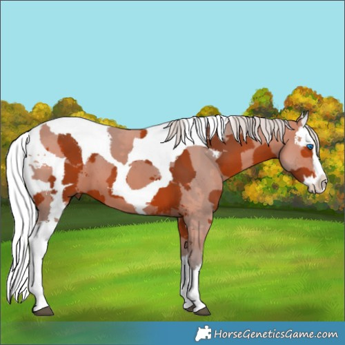 Horse Color:Silver Bay Merle Splash 