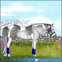 Horse Color:Gray Black Sabino Splash Tobiano 