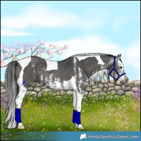 Horse Color:Gray Black Sabino Splash Tobiano 