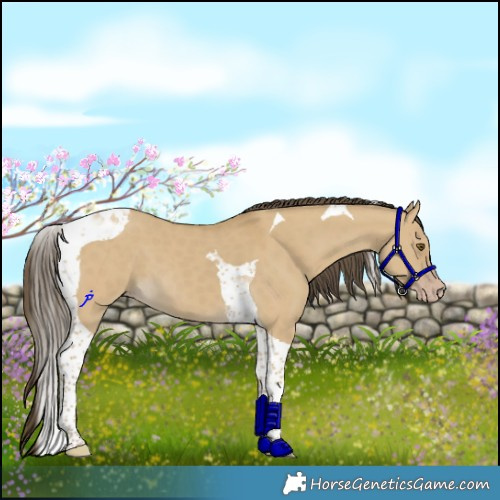 Horse Color:Classic Cream Champagne Dun Tobiano 