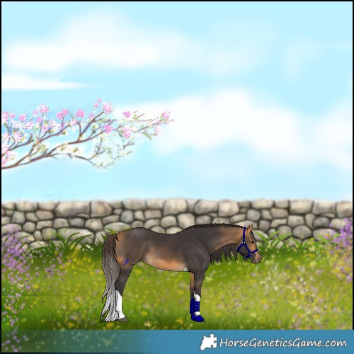 Horse Color:Buckskin Tobiano 