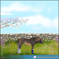 Horse Color:Buckskin Tobiano 