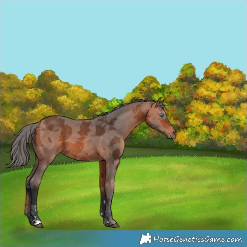 Horse Color:Bay Merle 