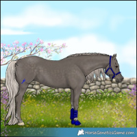 Horse Color:Silver Black Tobiano