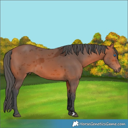 Horse Color:Bay Merle 