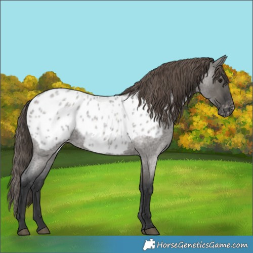 Horse Color:Grullo Roan Appaloosa 