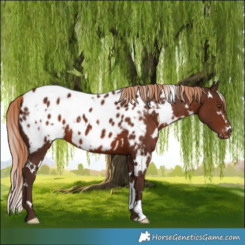 Horse Color:White Spotted Liver Chestnut Appaloosa 