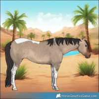 Horse Color:Bay Dun Tobiano 