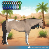 Horse Color:Bay Dun Tobiano 