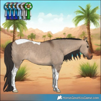 Horse Color:Bay Dun Tobiano 