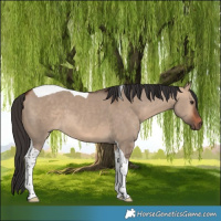 Horse Color:Bay Dun Tobiano