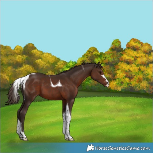 Horse Color:Liver Chestnut Tobiano
