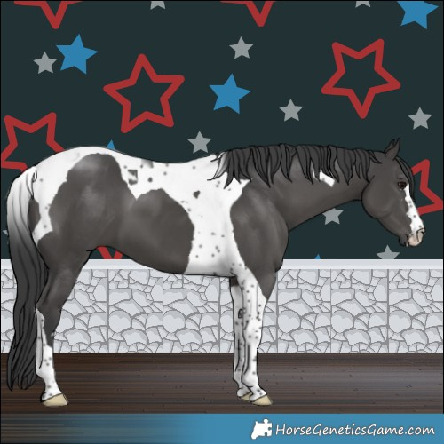 Horse Color:Black Tobiano 