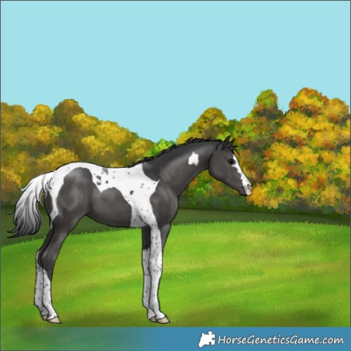 Horse Color:Black Tobiano 