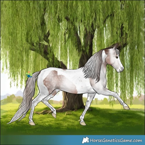 Horse Color:Gray Chestnut Splash Tobiano 