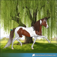 Horse Color:Gray Chestnut Splash Tobiano 