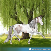 Horse Color:Gray Chestnut Splash Tobiano 