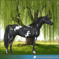 Horse Color:White Spotted Black 