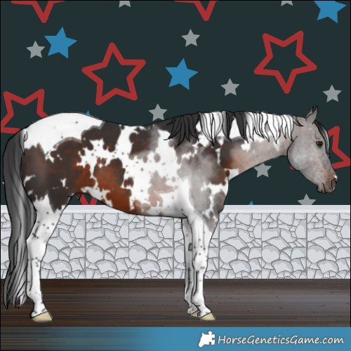Horse Color:White Spotted Brown Tobiano 