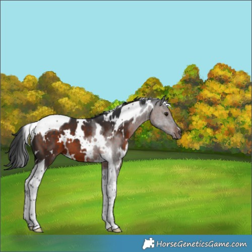 Horse Color:White Spotted Brown Tobiano 