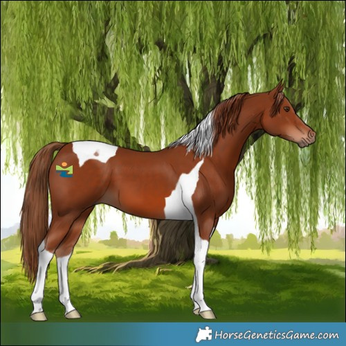 Horse Color:Chestnut Tobiano 