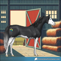 Horse Color:Black Splash 