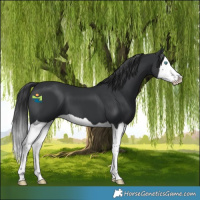 Horse Color:Black Splash