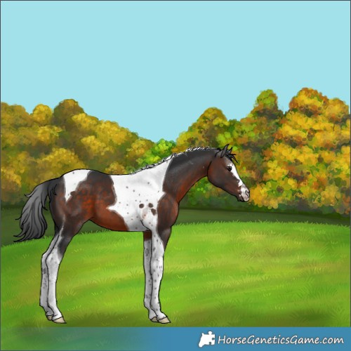 Horse Color:Brown Tobiano