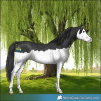 Horse Color:Black Splash