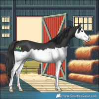 Horse Color:Black Splash 