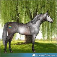 Horse Color:Gray Bay 