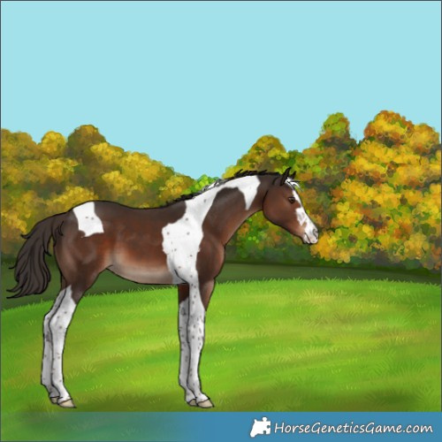 Horse Color:Liver Chestnut Tobiano 