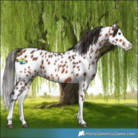Horse Color:Bay Splash Appaloosa 