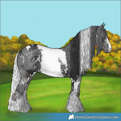 Horse Color:White Spotted Black Merle 
