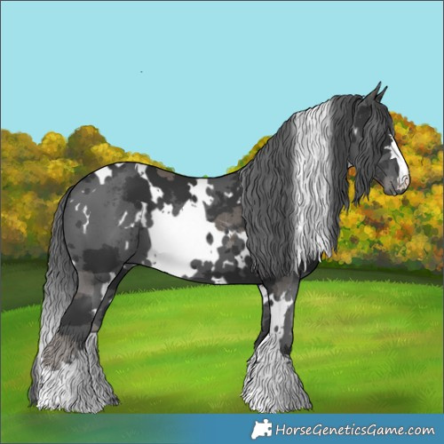 Horse Color:White Spotted Black Merle 
