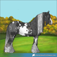 Horse Color:White Spotted Black Merle 
