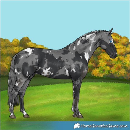 Horse Color:White Spotted Black Merle 