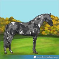 Horse Color:White Spotted Black Merle 