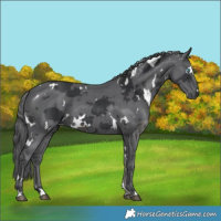 Horse Color:White Spotted Black Merle 