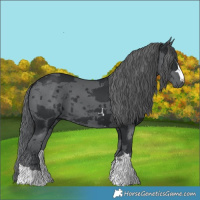 Horse Color:Black Merle