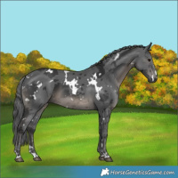 Horse Color:White Spotted Black Merle 