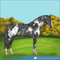 Horse Color:White Spotted Black Merle 